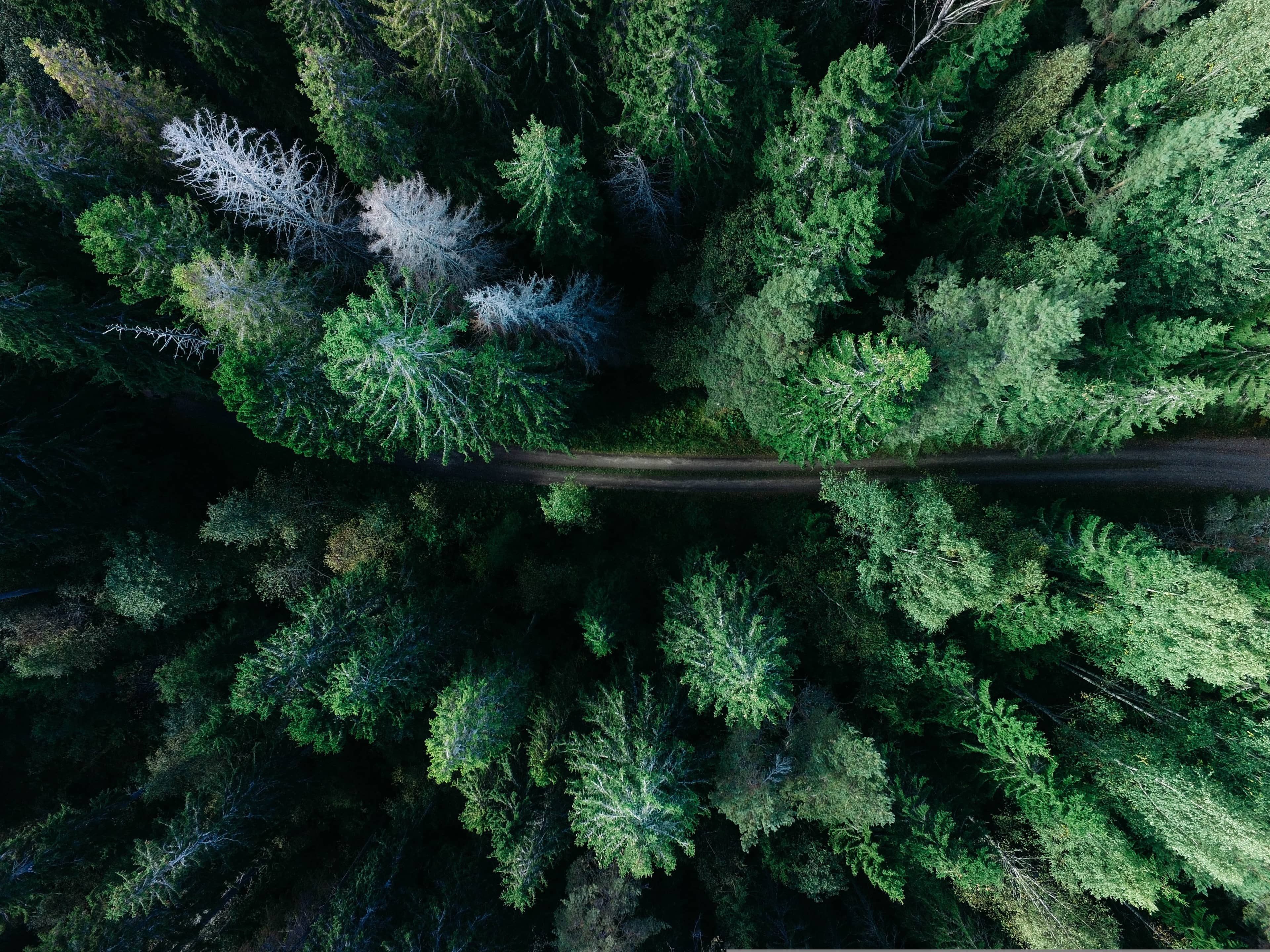Arial view of a forest